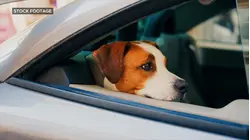 Dog sets off gun injuring woman in the arm