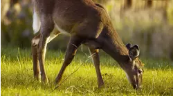 Deer