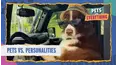 Pets VS. Everything