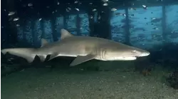 Sand Tiger Sharks as Protectors