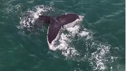 Dylan Dreyer Takes a Whale Watching Adventure in Alaska