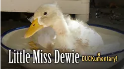 Little Miss Dewie - a Duckumentary