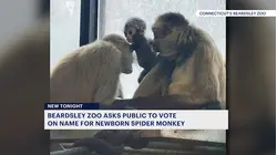 Beardsley Zoo asks for public's help naming newborn spider monkey