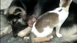 Pet Friendships