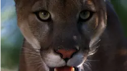 Killer Cats and Dogs