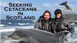 Seeking Cetaceans In Scotland