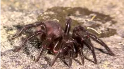 Deadliest Spider Bite!