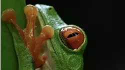 A Tropical Eden: American Jungles