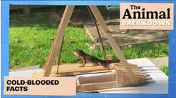 The Animal Breakdown | Cold-Blooded Facts