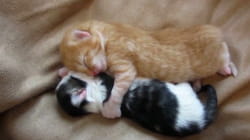 TPC That's My Pet | Kitties