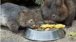 Baby Wombat and Eastern Quoll