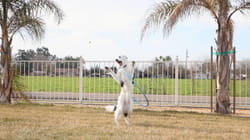 Pet Obsessed | PET-ducate Yourself