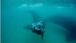 Whales vs. Gulls