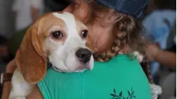 1,500 beagles rescued from research facility