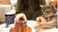 Animals Unscripted