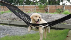 Best Pets of the Year 2018