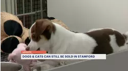 Stamford Board of Representatives fail to override mayor's veto on the sale of dogs and cats