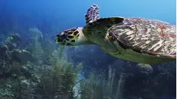 Bahamas Exuma Cays