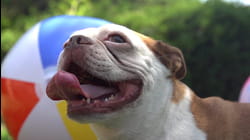 Primetime Pets | Ep. 2.3