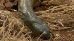 Venomous