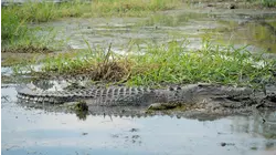 Crocodiles