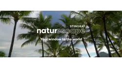 Hamilton Island Palms