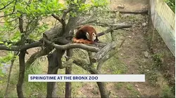 Pandas and rhinos and tigers. Oh my! All aboard The Bronx Zoo Monorail!