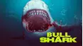 Bull Shark