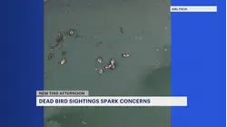 Drone video shows sick, dying geese at Monmouth County reservoir