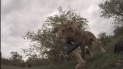 ViralWild | Rumble in the Jungle
