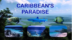 Caribbean's Paradise