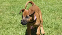 What's Best for the Dog