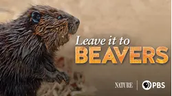 Leave it to Beavers