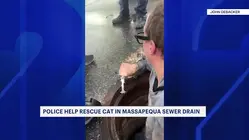 Kitten saved from sewer drain in Massapequa