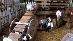 Rabies scare involving a North Carolina mobile petting zoo