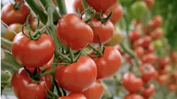 Tomatoes - A Meal in Themselves