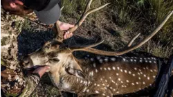 XUMO Struttinbuck S9:E10 "Texas Exotics"