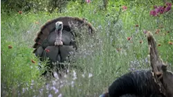 Browning's Turkey Hunter S2:E2 "Los Guajolotes"