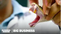 How Snake Venom Is Collected To Make Life-Saving Medicine