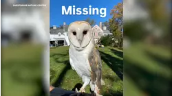 Search for Imprinted Barn Owl that flew away from handler on Long Island