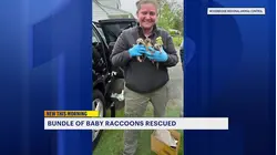 Baby raccoons found inside car after mother sneaks in through open window