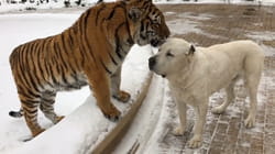 Pet Obsessed | Cyber Animal