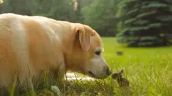 Unlikely Friends