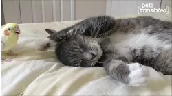 Pets Translated - Unlikely Friends