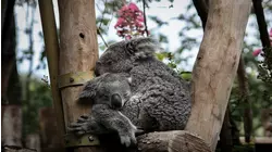 Nature Scenes Baby Animals: Baby Koala and Kangaroo
