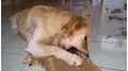 Crazy Fun Time Pet Countdown