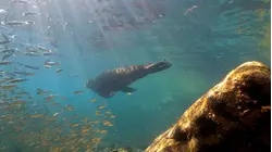 Sea of Cortez