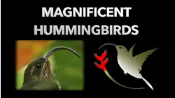 Magnificent Hummingbirds