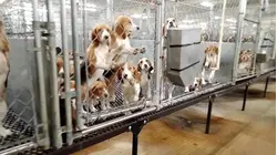 Inside the decade-long fight to free thousands of dogs from testing site