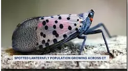 Spotted lanternfly growing in numbers across Connecticut